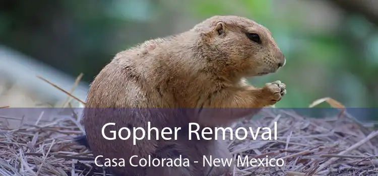 Gopher Removal Casa Colorada - New Mexico