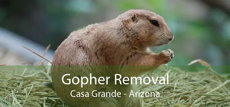 Gopher Removal Casa Grande - Arizona