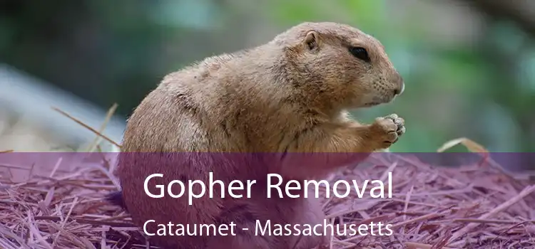 Gopher Removal Cataumet - Massachusetts