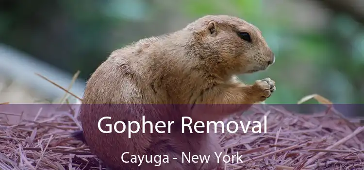 Gopher Removal Cayuga - New York