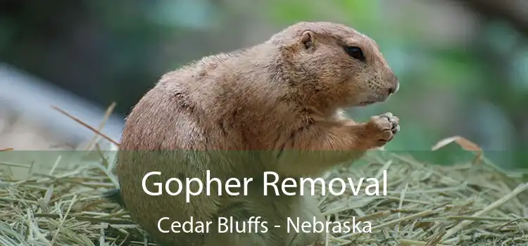 Gopher Removal Cedar Bluffs - Nebraska