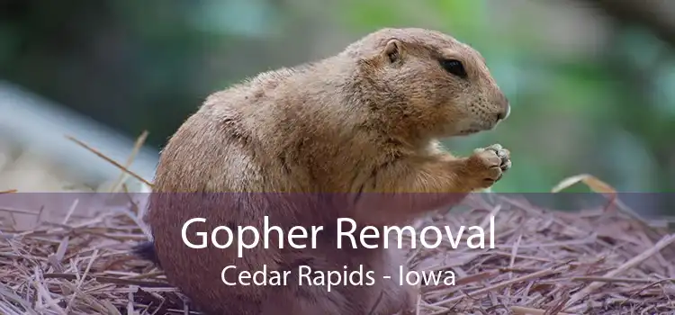 Gopher Removal Cedar Rapids - Iowa