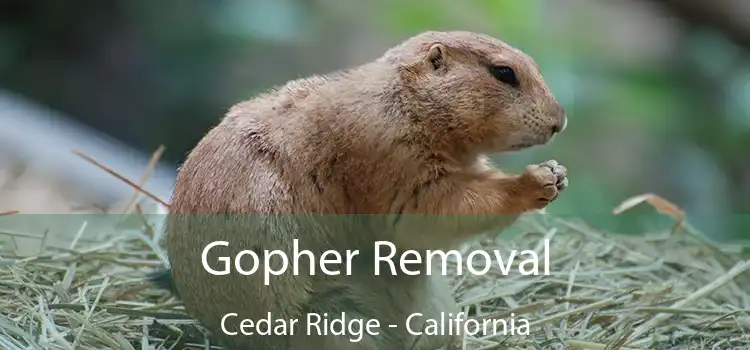 Gopher Removal Cedar Ridge - California