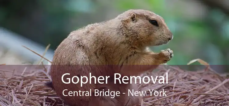 Gopher Removal Central Bridge - New York