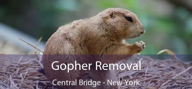 Gopher Removal Central Bridge - New York