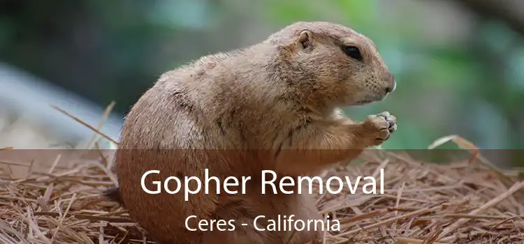 Gopher Removal Ceres - California