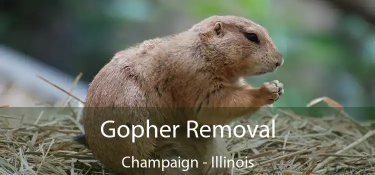 Gopher Removal Champaign - Illinois