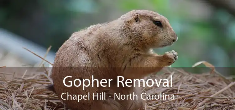 Gopher Removal Chapel Hill - North Carolina