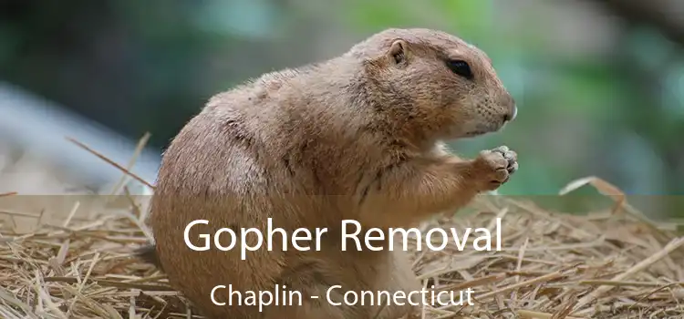 Gopher Removal Chaplin - Connecticut