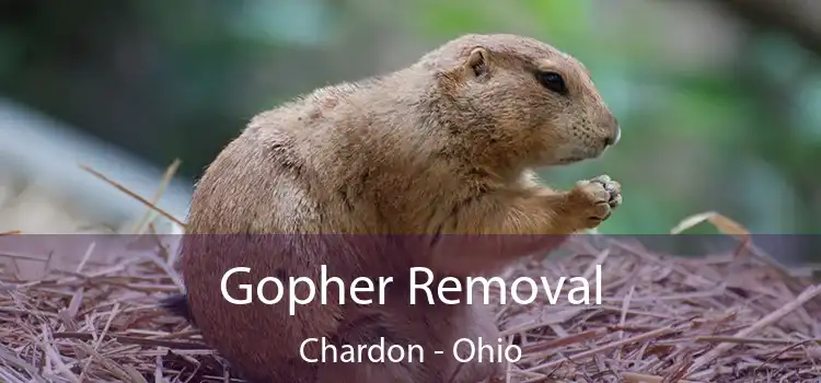 Gopher Removal Chardon - Ohio