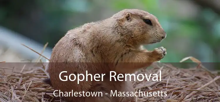 Gopher Removal Charlestown - Massachusetts