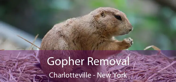 Gopher Removal Charlotteville - New York