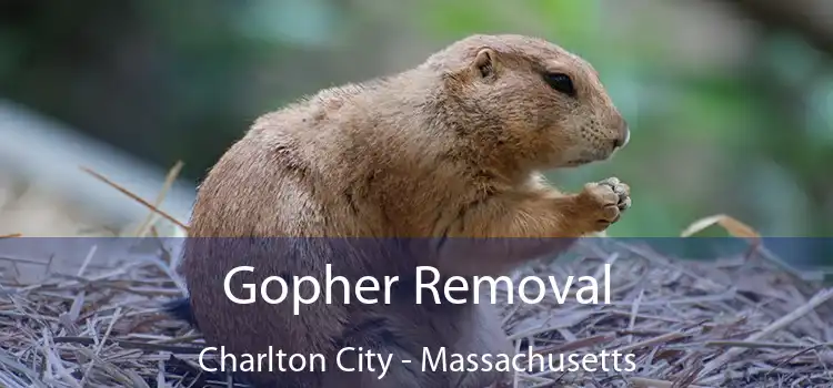 Gopher Removal Charlton City - Massachusetts