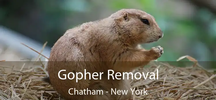 Gopher Removal Chatham - New York