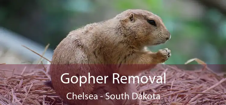 Gopher Removal Chelsea - South Dakota