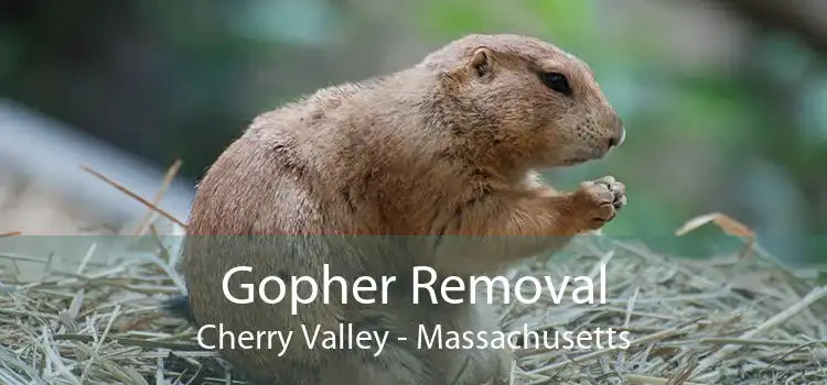 Gopher Removal Cherry Valley - Massachusetts