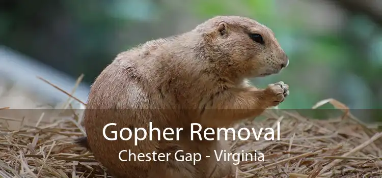 Gopher Removal Chester Gap - Virginia