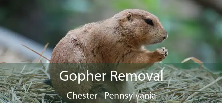 Gopher Removal Chester - Pennsylvania