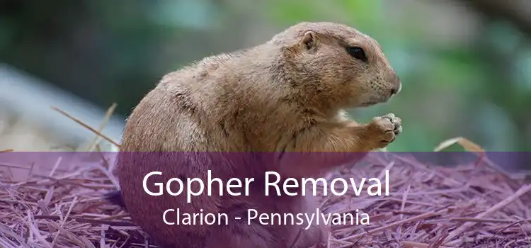 Gopher Removal Clarion - Pennsylvania