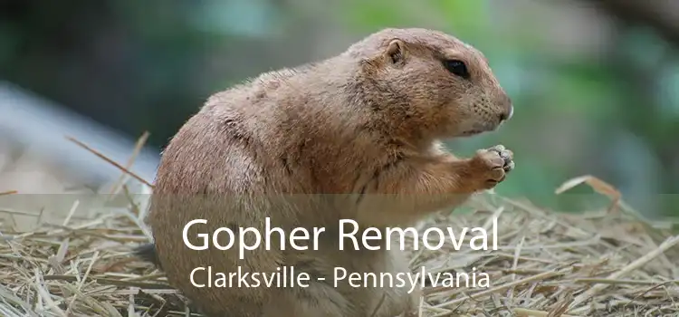 Gopher Removal Clarksville - Pennsylvania