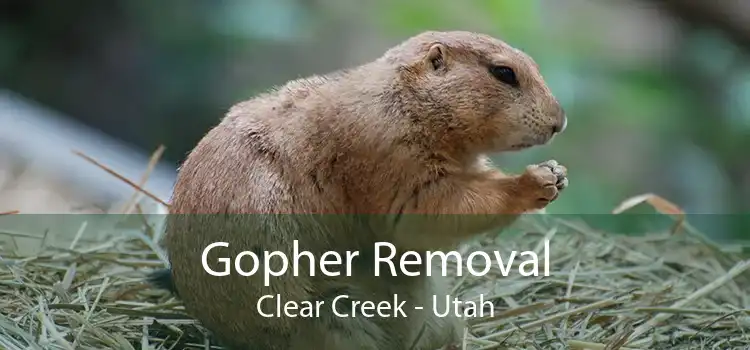 Gopher Removal Clear Creek - Utah