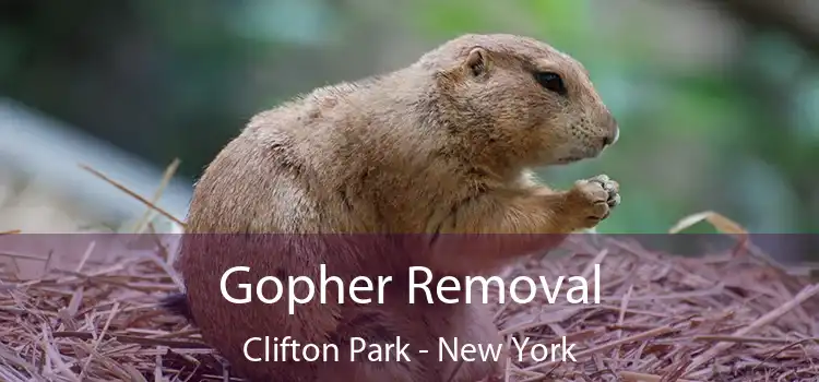 Gopher Removal Clifton Park - New York