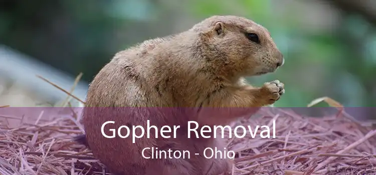 Gopher Removal Clinton - Ohio