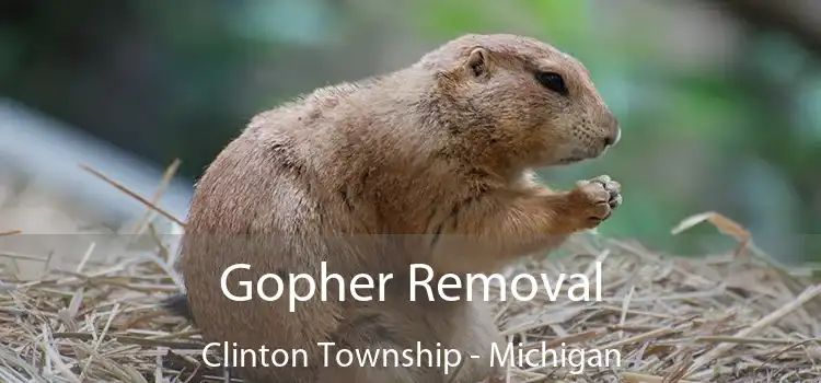 Gopher Removal Clinton Township - Michigan