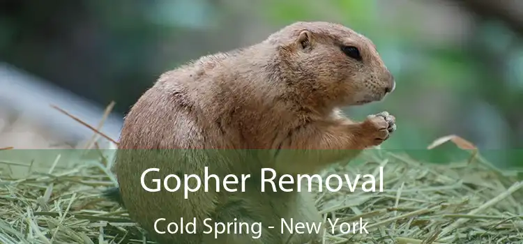 Gopher Removal Cold Spring - New York