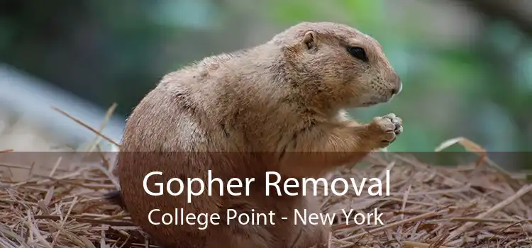 Gopher Removal College Point - New York