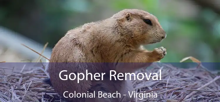 Gopher Removal Colonial Beach - Virginia