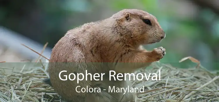 Gopher Removal Colora - Maryland