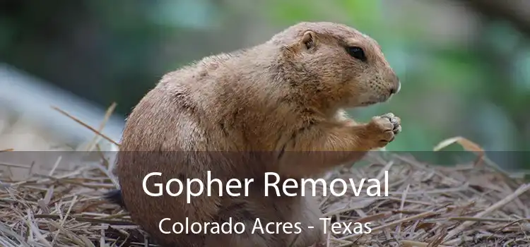 Gopher Removal Colorado Acres - Texas