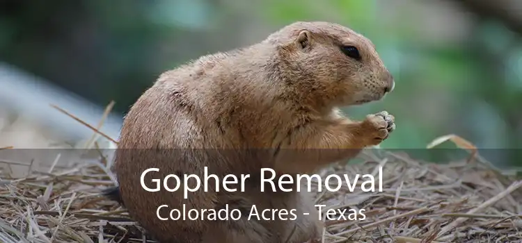 Gopher Removal Colorado Acres - Texas