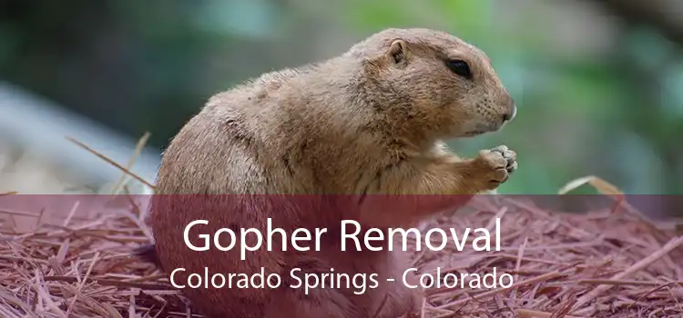 Gopher Removal Colorado Springs - Colorado