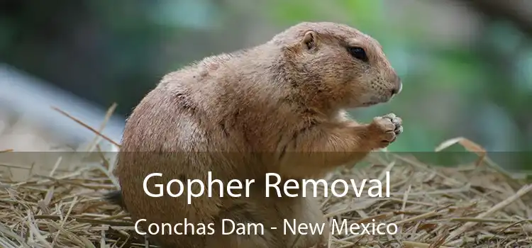 Gopher Removal Conchas Dam - New Mexico