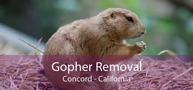 Gopher Removal Concord - California