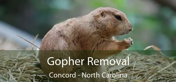 Gopher Removal Concord - North Carolina