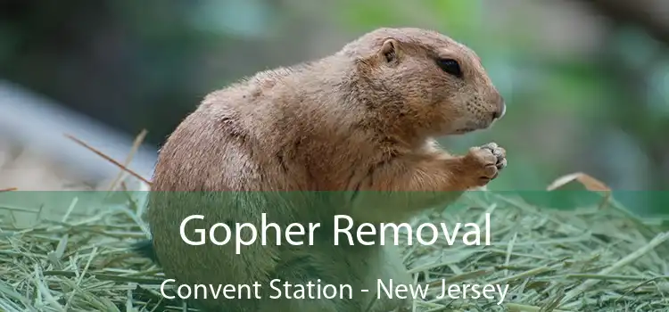 Gopher Removal Convent Station - New Jersey