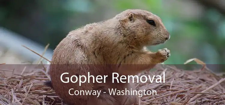 Gopher Removal Conway - Washington