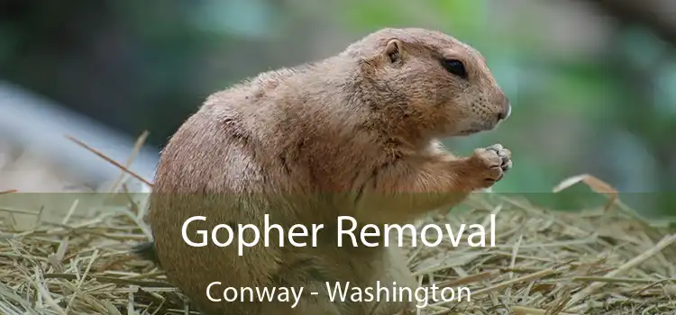 Gopher Removal Conway - Washington