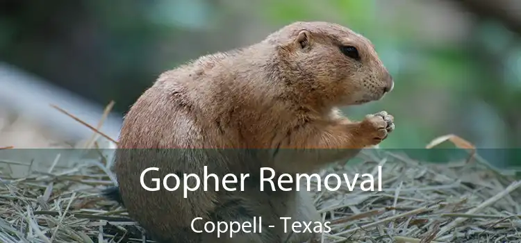 Gopher Removal Coppell - Texas