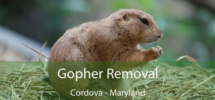 Gopher Removal Cordova - Maryland