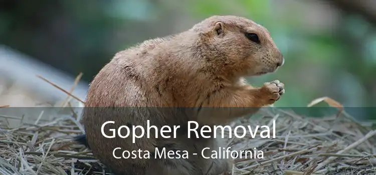 Gopher Removal Costa Mesa - California