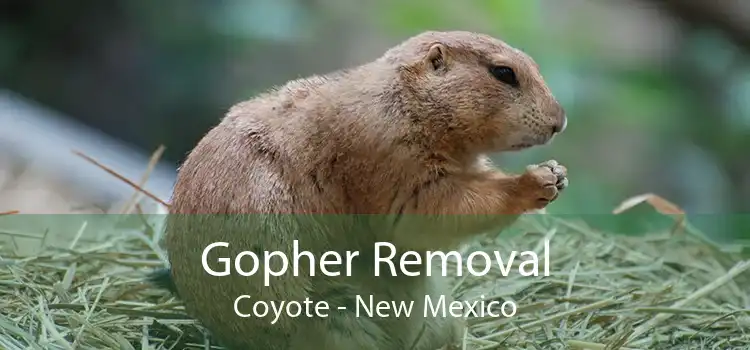 Gopher Removal Coyote - New Mexico