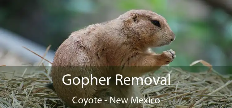 Gopher Removal Coyote - New Mexico