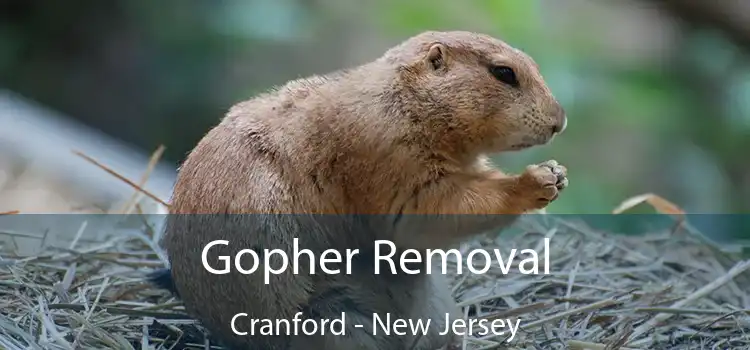 Gopher Removal Cranford - New Jersey