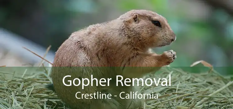 Gopher Removal Crestline - California