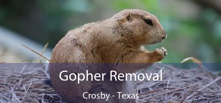 Gopher Removal Crosby - Texas