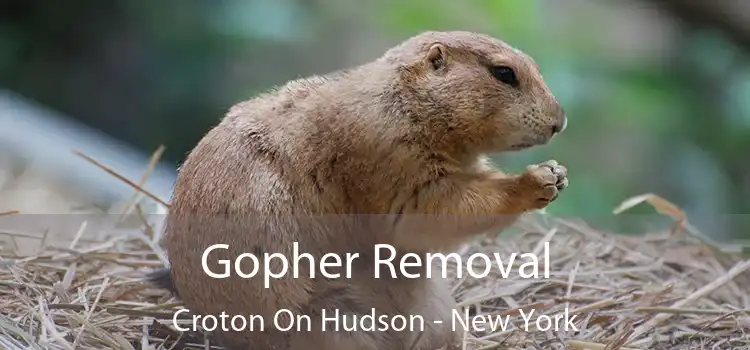 Gopher Removal Croton On Hudson - New York